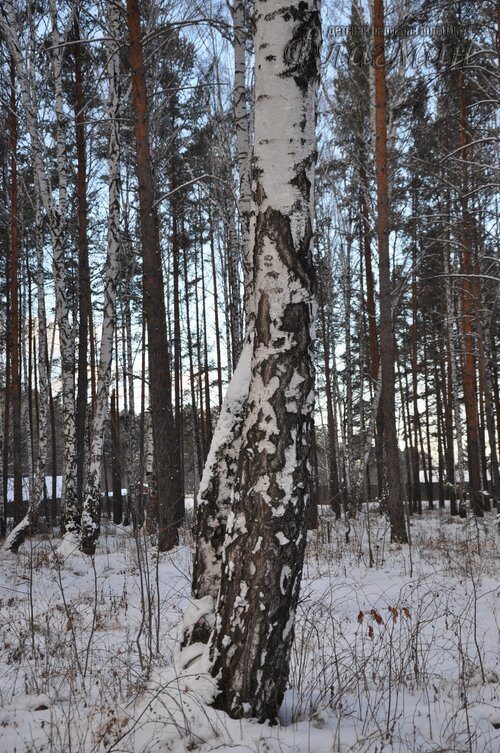 DSC_1584_r